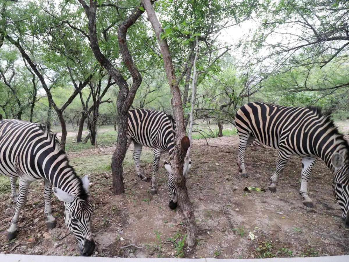 Kruger Nights Lejlighed Marloth Park Eksteriør billede